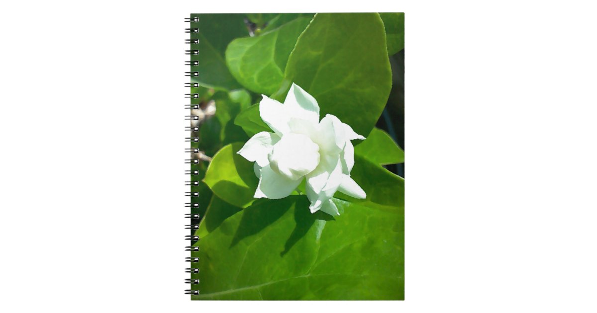 Sampaguitaのジャスミンの花 ノートブック Zazzle Co Jp Sampaguitaのジャスミンの花 ノートブック Zazzle Co Jp