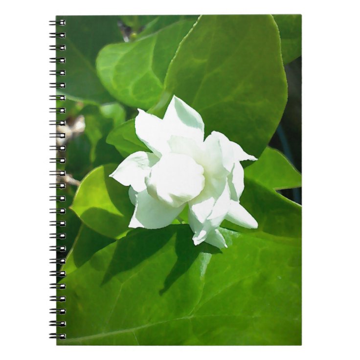 Sampaguitaのジャスミンの花 ノートブック Zazzle Co Jp Sampaguitaのジャスミンの花 ノートブック Zazzle Co Jp