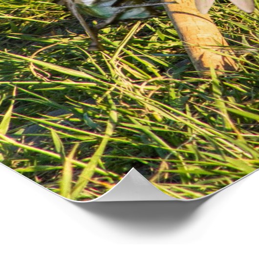 Sample Image. ポスター (角)