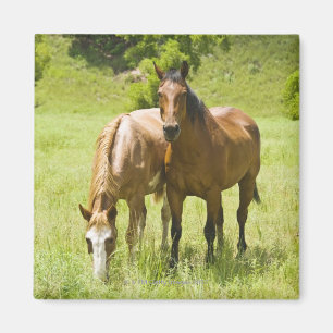 San Rafaelの谷、アリゾナの馬 マグネット