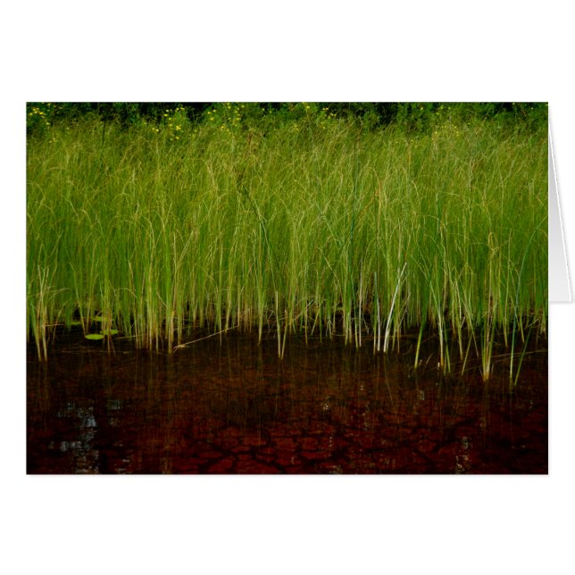 Sancturary (正面横)