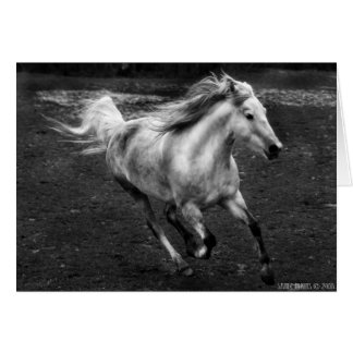 Sande Elkins著放し飼いの喜び