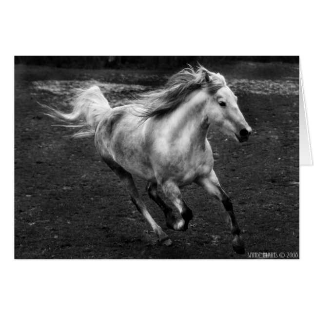 Sande Elkins著放し飼いの喜び (正面横)