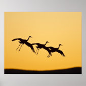 Sandhill Crane landing at sunset ポスター (正面)