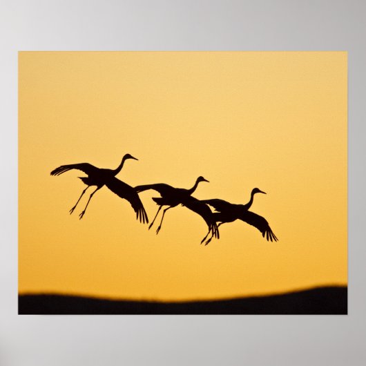 Sandhill Crane landing at sunset ポスター (正面)