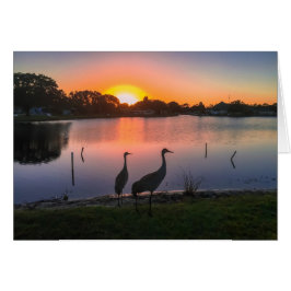 Sandhill cranes at sunset