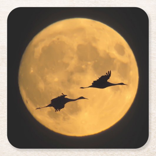 Sandhill Cranes | National Wildlife Reserve スクエアペーパーコースター (正面)