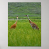 sandhill cranes poster ポスター (正面)