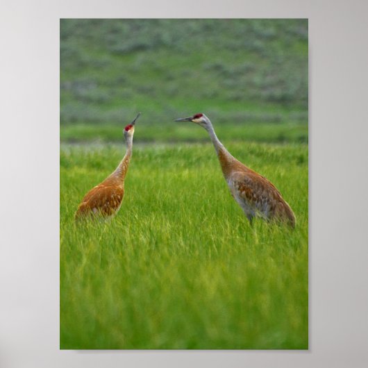 sandhill cranes poster ポスター (正面)