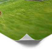 sandhill cranes poster ポスター (角)