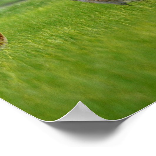 sandhill cranes poster ポスター (角)