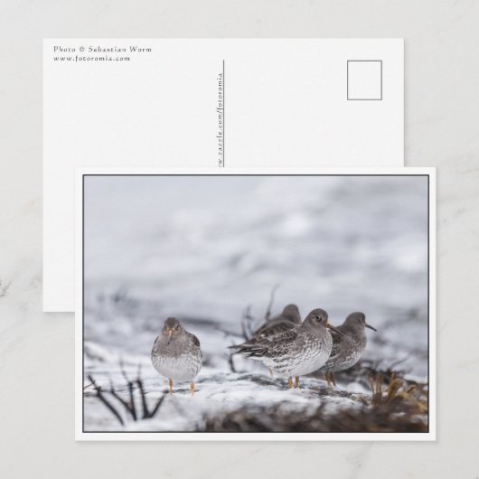 Sandpiper Birdsの自然写真 ポストカード (正面/裏面)