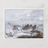 Sandpiper Birdsの自然写真 ポストカード (正面)
