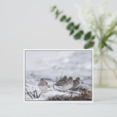Sandpiper Birdsの自然写真 ポストカード (スタンド正面)