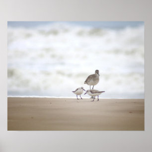 Sandpiper with Two Sanderlings on the Beach 16x20 ポスター