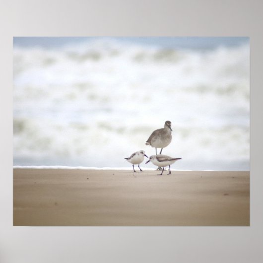 Sandpiper with Two Sanderlings on the Beach 16x20 ポスター (正面)