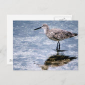 Sandpipper ポストカード (正面/裏面)