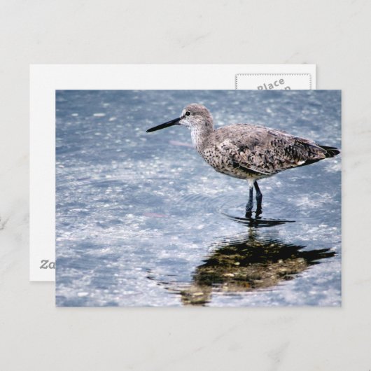 Sandpipper ポストカード (正面/裏面)