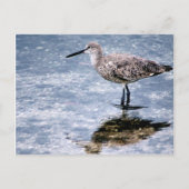 Sandpipper ポストカード (正面)