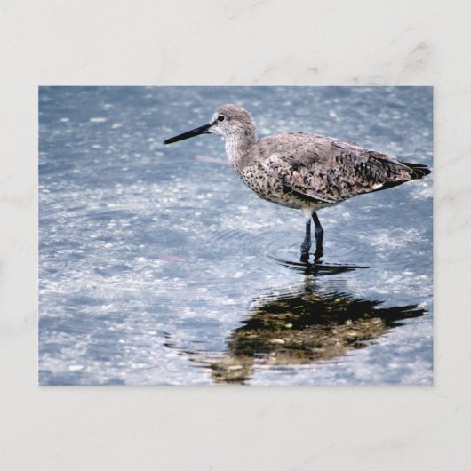 Sandpipper ポストカード (正面)