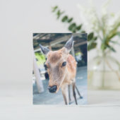 Sanftes Nara Reh Japan Wildlife ポストカード (スタンド正面)