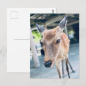 Sanftes Nara Reh Japan Wildlife ポストカード (正面/裏面)
