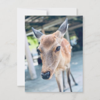 Sanftes Nara Reh Japan Wildlife ポストカード