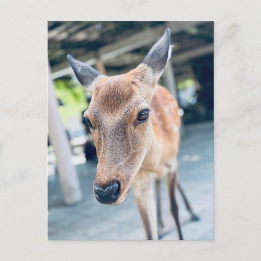 Sanftes Nara Reh Japan Wildlife ポストカード (正面)