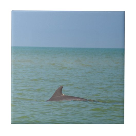 Sanibelのイルカ タイル (正面)