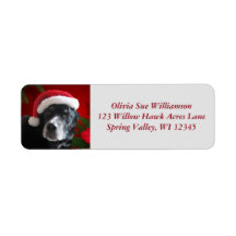 Santa Dog-Lab/Rott Mix with Pointsettia