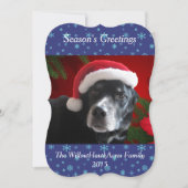 Santa Dog-Lab/Rott Mix with Pointsettia Background シーズンカード (正面)