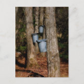 Sapバケット ポストカード (正面)