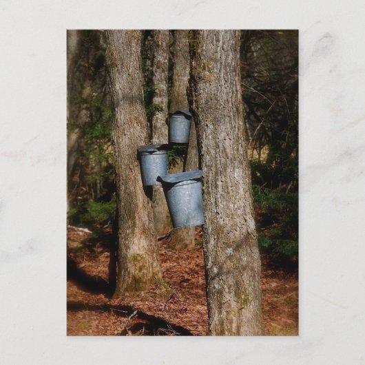 Sapバケット ポストカード (正面)