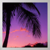 sapphire palm ポスター (正面)