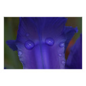 Sapphire Serenity  フォトプリント (正面)