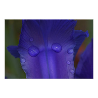 Sapphire Serenity  フォトプリント