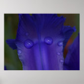 Sapphire Serenity  ポスター (正面)