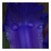 Sapphire Serenity  ポスター (正面)