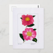 Sasanqua Plate: Asahinoumi & Godaishu ポストカード (正面/裏面)