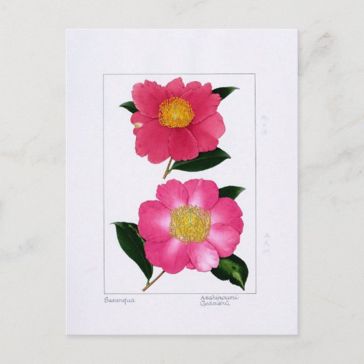 Sasanqua Plate: Asahinoumi & Godaishu ポストカード (正面)