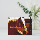 Saskatchewan、Sorrel Horse横紋葉書き ポストカード (スタンド正面)