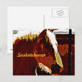 Saskatchewan、Sorrel Horse横紋葉書き ポストカード (正面/裏面)