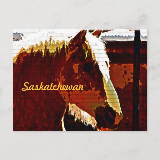 Saskatchewan、Sorrel Horse横紋葉書き ポストカード (正面)