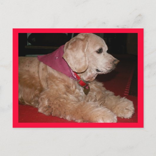 sassygirl ポストカード (正面)