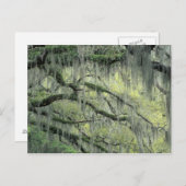 Savannah、ジョージア、Live Oakの木に覆われた ポストカード (正面/裏面)