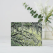 Savannah、ジョージア、Live Oakの木に覆われた ポストカード (スタンド正面)