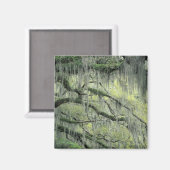 Savannah、ジョージア、Live Oakの木に覆われた マグネット (正面/裏面)