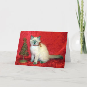Savannah – バリの子猫 – 猫/クリスマス シーズンカード