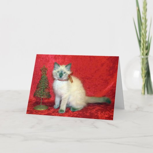 Savannah – バリの子猫 – 猫/クリスマス シーズンカード (正面)