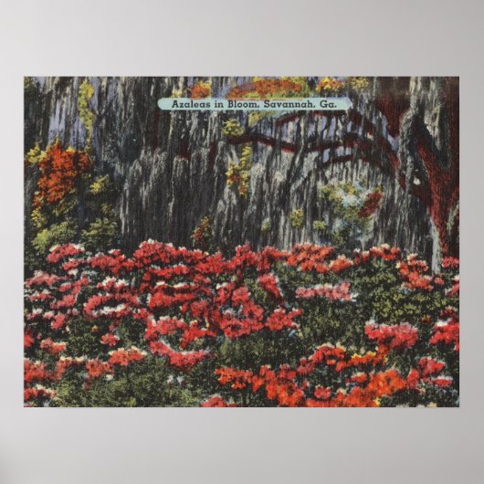 Savannah GAポストカードの開花のツツツジ ポスター (正面)
